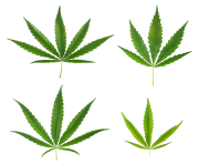A variety of cannabis leaves png